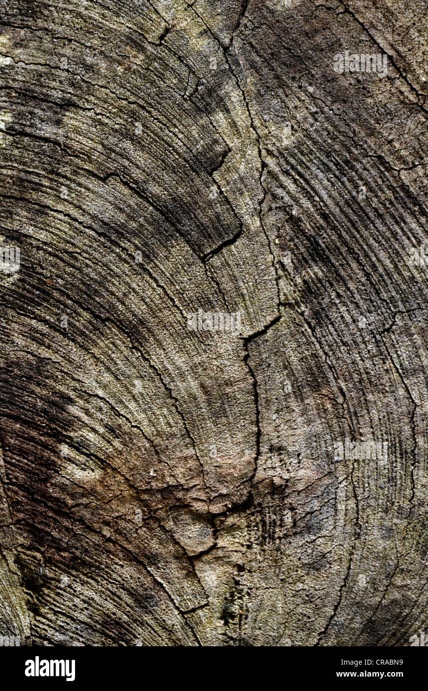 Close detail of weathered and cracked cross-section of felled tree trunk. Old wood texture. Stock Photo
