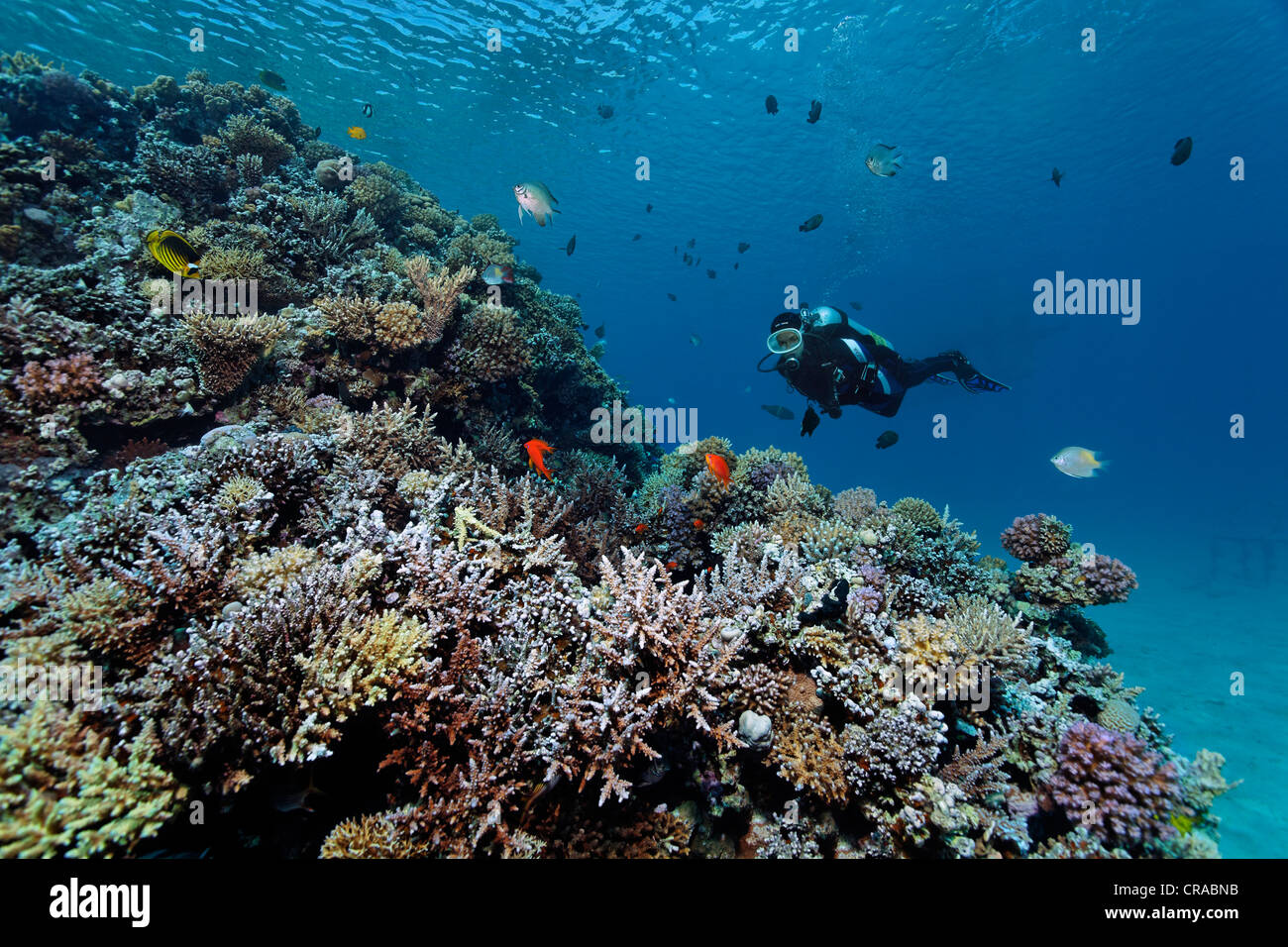 Diver watching different fishes on a stone coral reef, Makadi Bay, Hurghada, Egypt, Red Sea, Africa Stock Photo