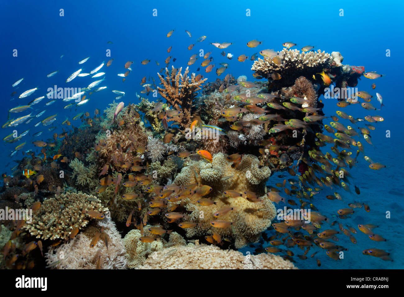 Coral block with many different fishes and corals, Makadi Bay, Hurghada, Egypt, Red Sea, Africa Stock Photo