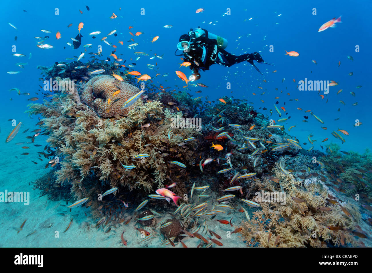 Diver watching many different fishes on a coral block, Makadi Bay, Hurghada, Egypt, Red Sea, Africa Stock Photo