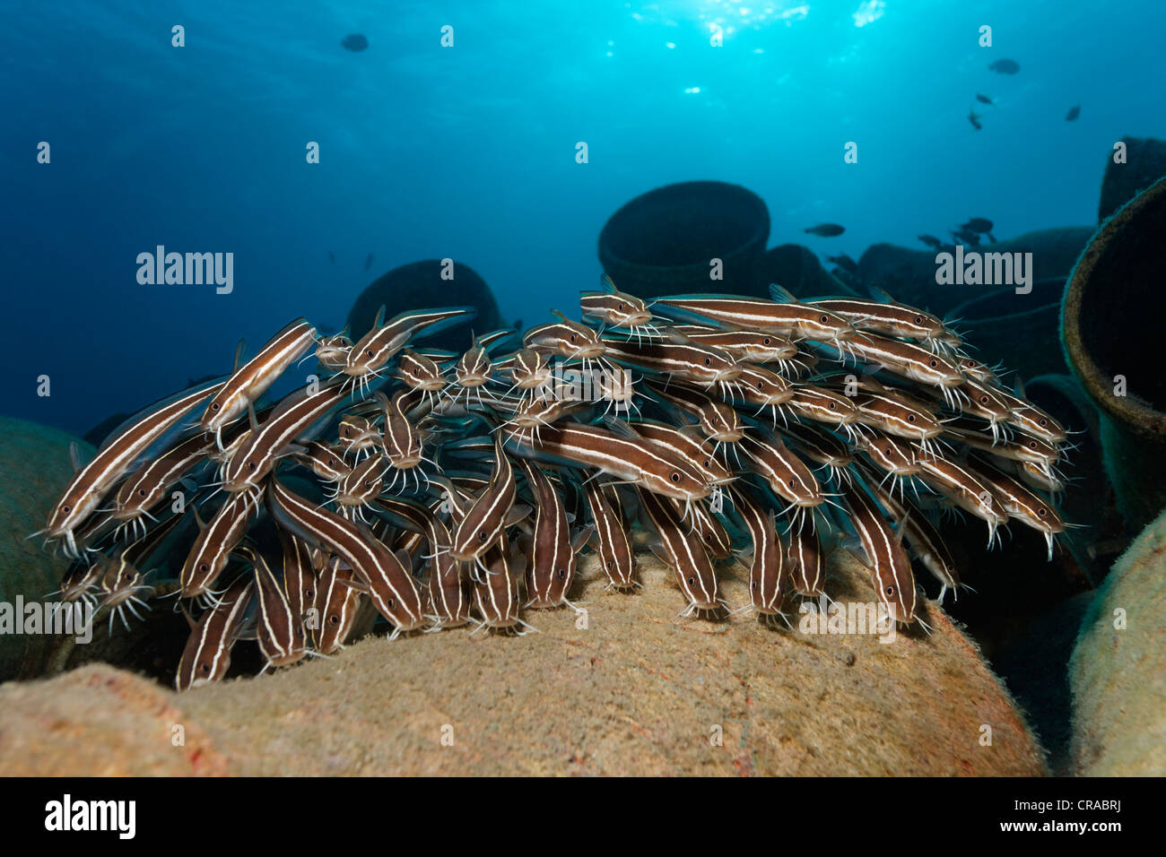 School of Striped eel catfish (Plotosus lineatus), above amphoras in front of the sun, Makadi Bay, Hurghada, Egypt, Red Sea Stock Photo