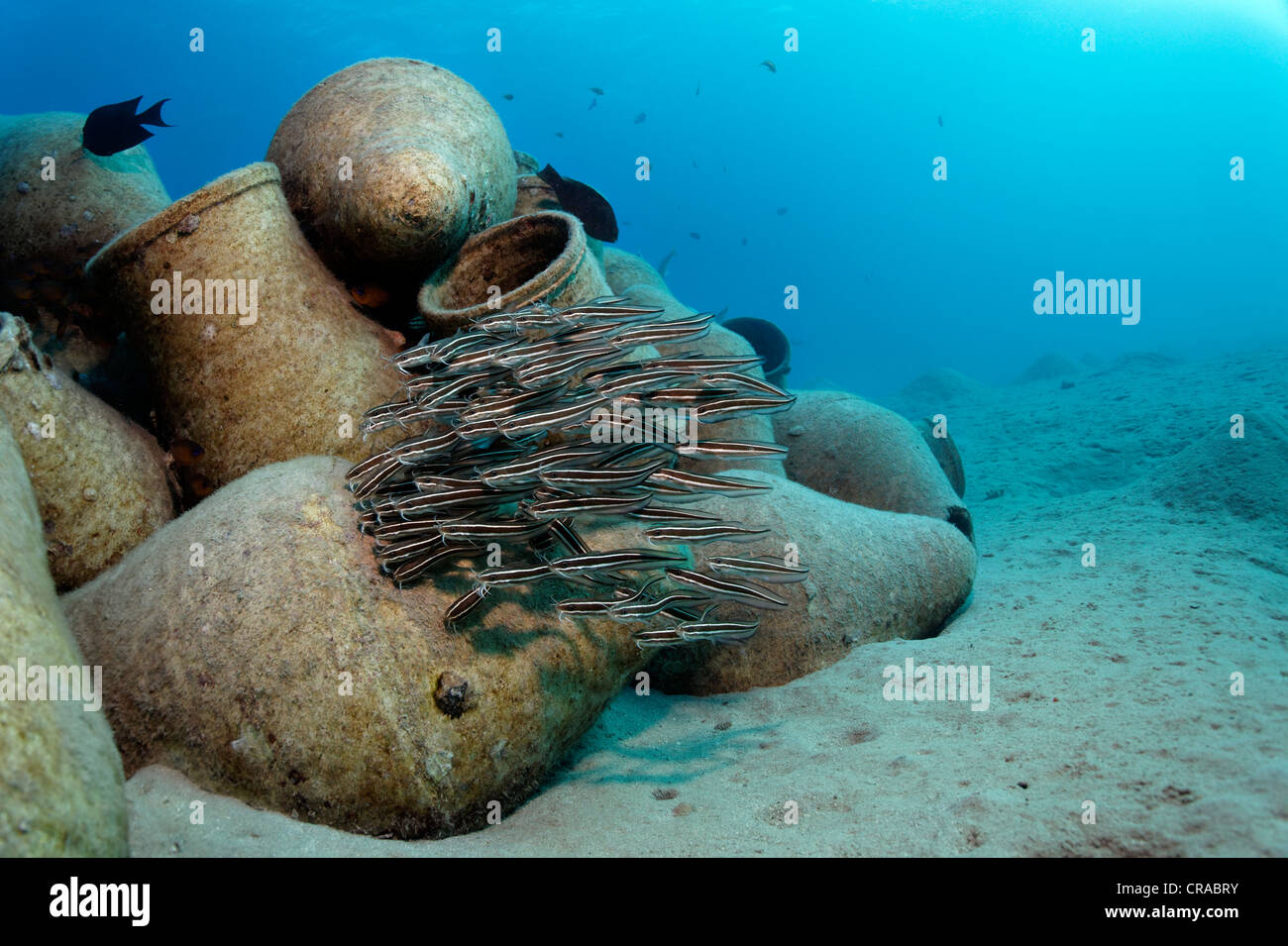 School of Striped eel catfish (Plotosus lineatus), above amphoras on sand bottom, Makadi Bay, Hurghada, Egypt, Red Sea, Africa Stock Photo