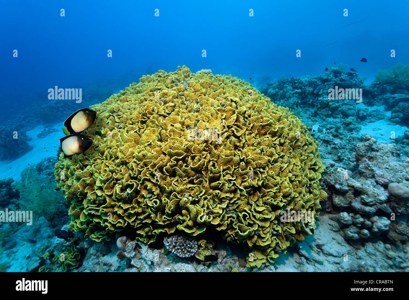 Couple Dusky Angel or Yellow-Ear-Angelfish (Apolemichthys xanthotis), above Yellow scroll coral (Turbinaria reniformis) Stock Photo