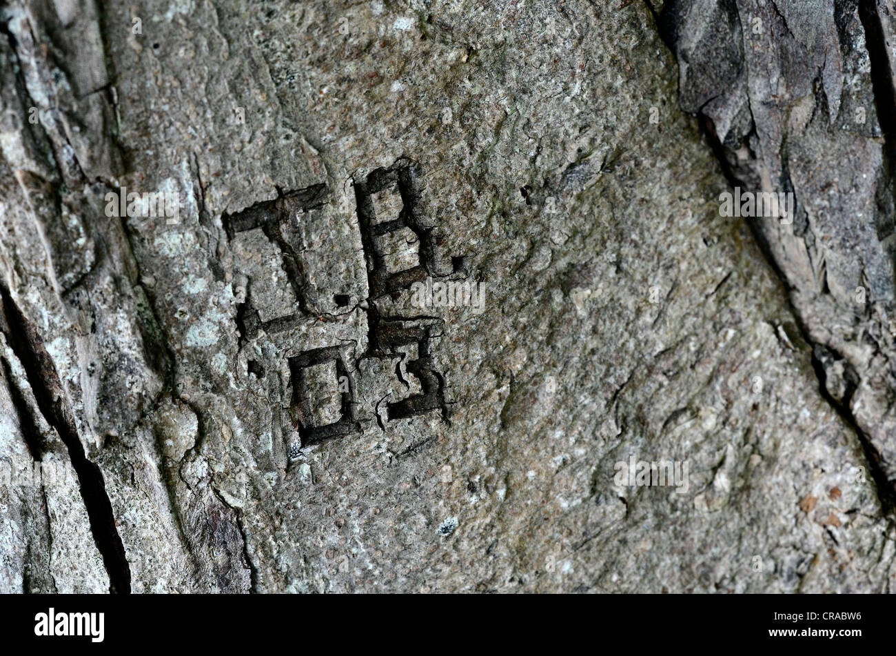 Close detail of weathered tree bark with personal initials carved into surface. Bark texture background, tree bark close up. Stock Photo