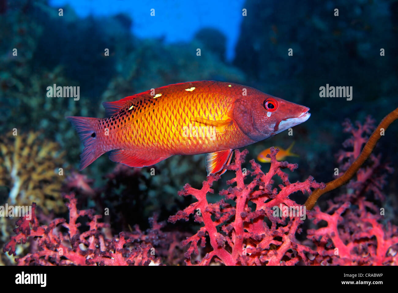 Diana's Hogfish (Bodianus diana) swimming in a coral reef, Habili Marsa Alam, Egypt, Red Sea, Africa Stock Photo