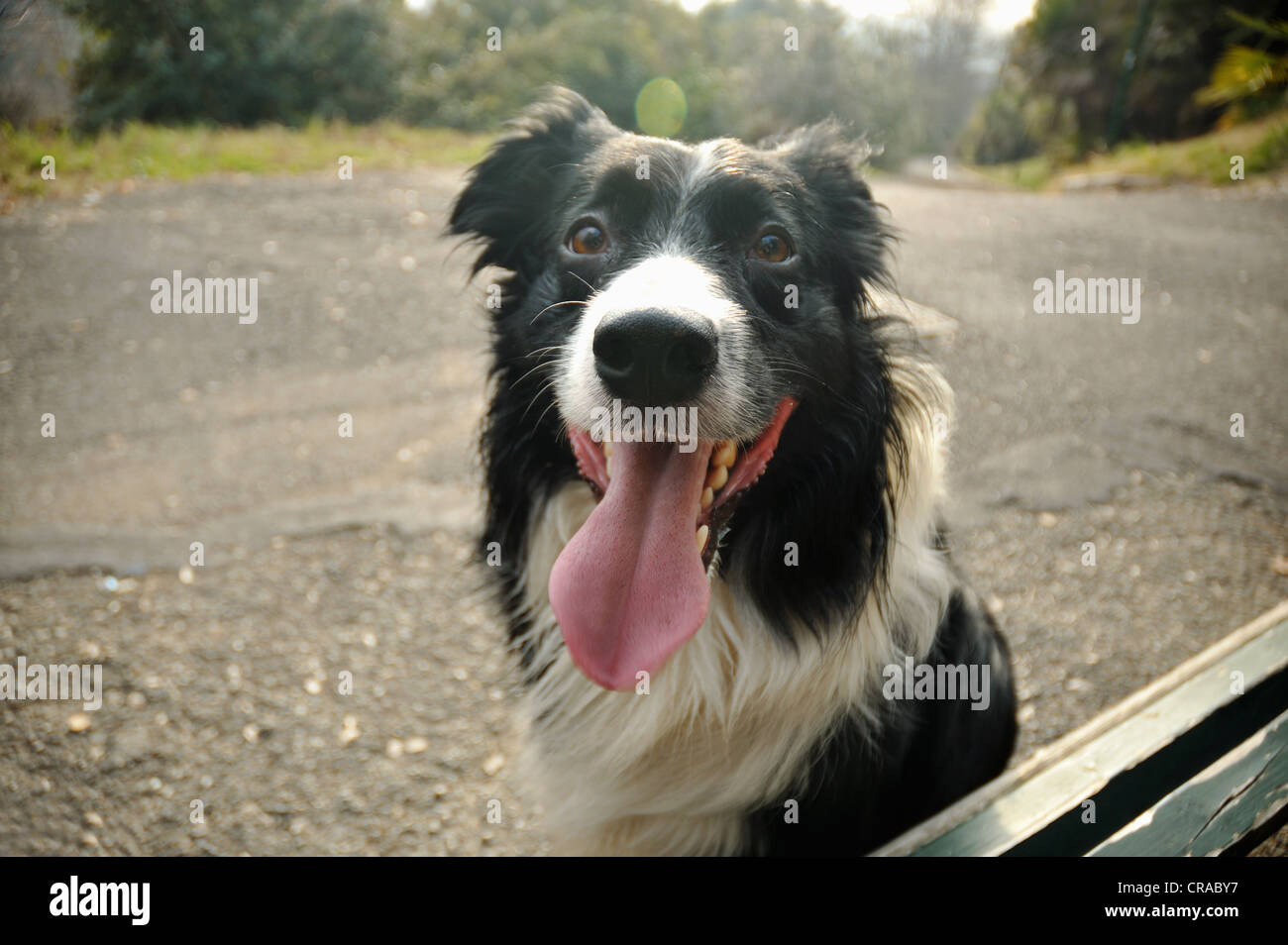 Close up of dogs panting face Stock Photo