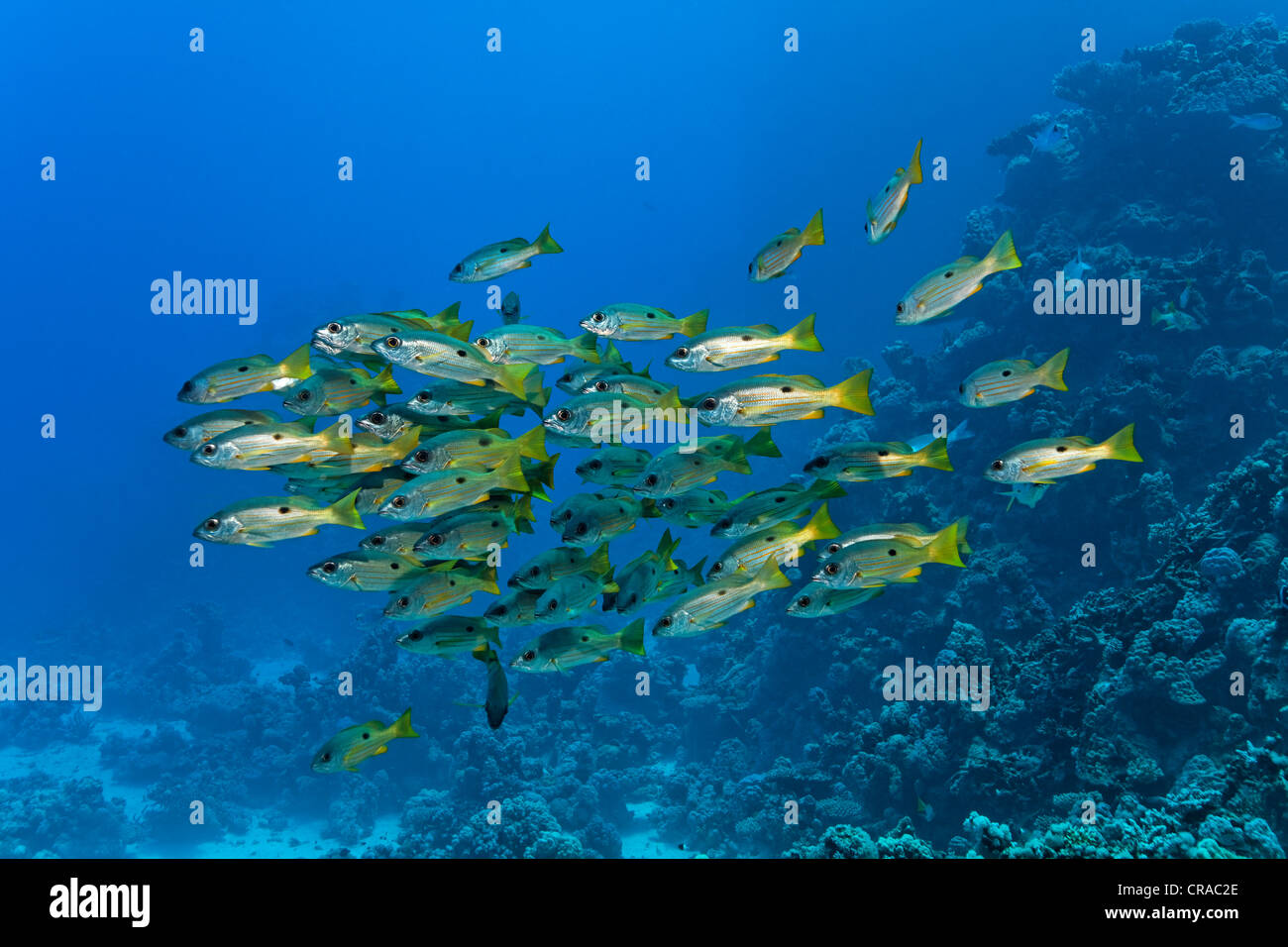 Shoal of blackspot-snappers (Lutjanus ehrenbergii) swimming in front of a coral reef, Sharp Malahi, Egypt, Red Sea, Africa Stock Photo