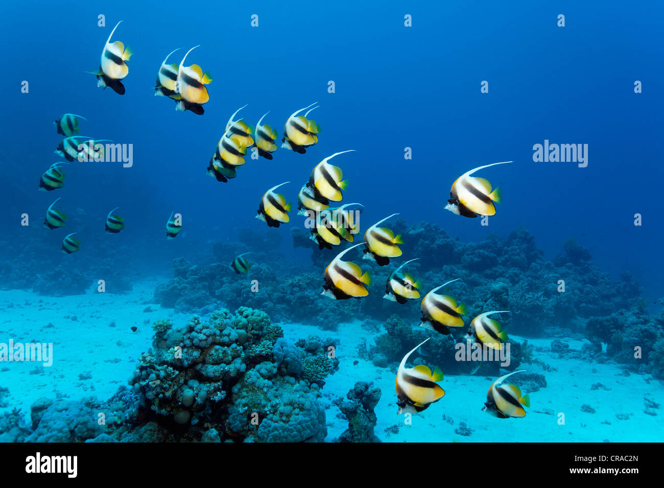 School of Red Sea bannerfish (Heniochus intermedius) swimming in blue water and a coral reef, Sharp Malahi, Egypt, Red Sea Stock Photo