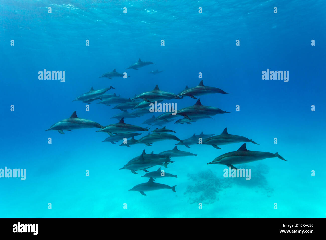 Shoal of spinner dolphins (Stenella longirostris), swimming in a lagoon, Sharp Samaday, Egypt, Red Sea, Africa Stock Photo