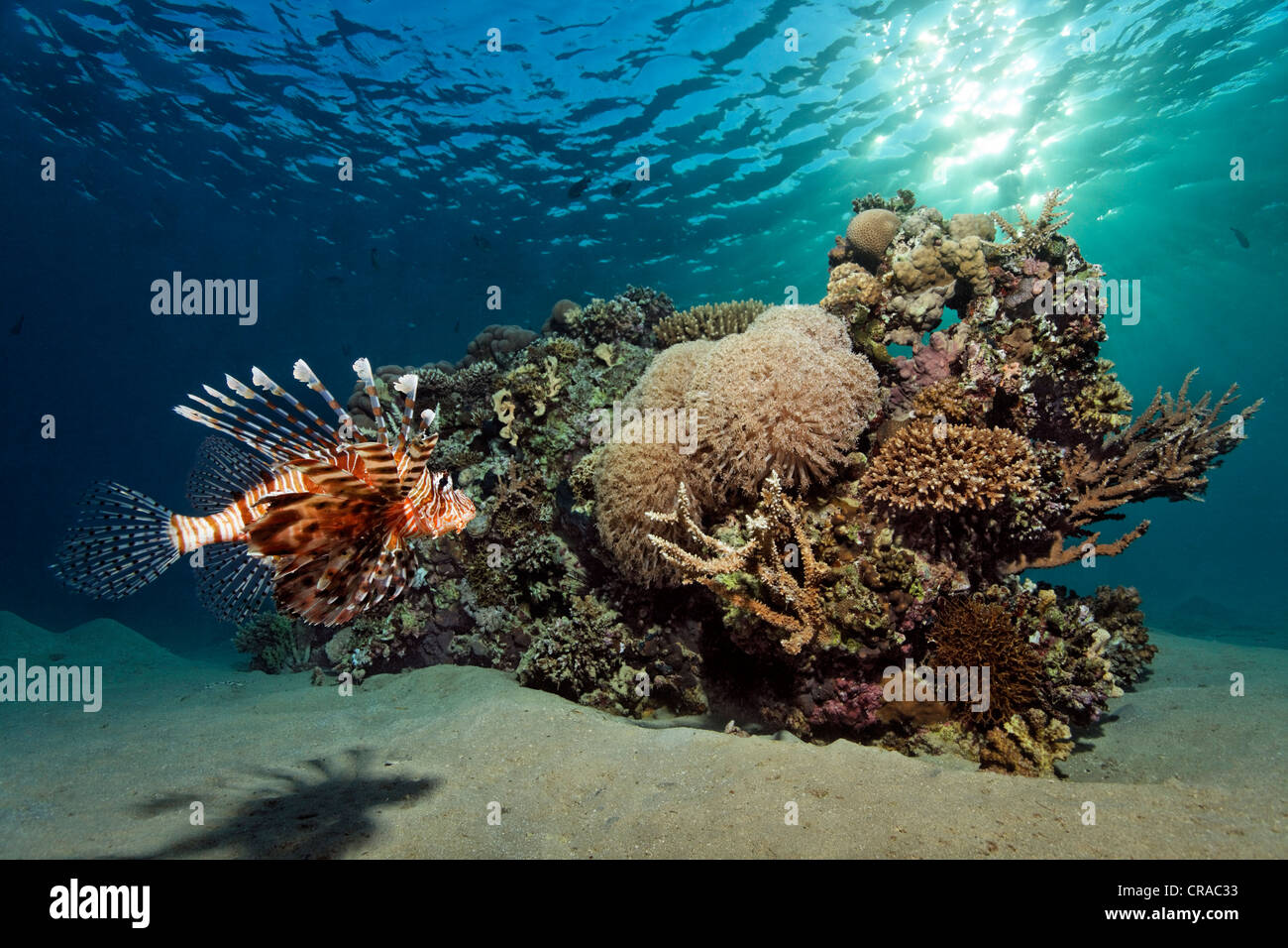 Little Stone coral block, Indian Lionfish (Pteroi volitans), above sandy bottom, Makadi Bay, Hurghada, Egypt, Red Sea, Africa Stock Photo