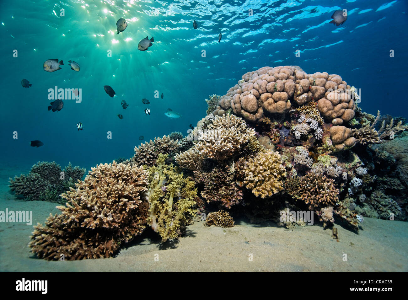 Small coral reef with Domino Damslefish (Dascyllus trimaculatus), sunbeams, Makadi Bay, Hurghada, Egypt, Red Sea, Africa Stock Photo