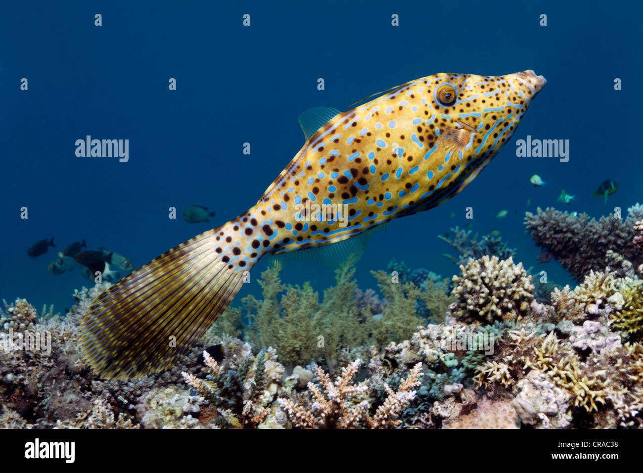 Scrawled filefish (Aluterus scriptus) above coral reef, Makadi Bay, Hurghada, Egypt, Red Sea, Africa Stock Photo