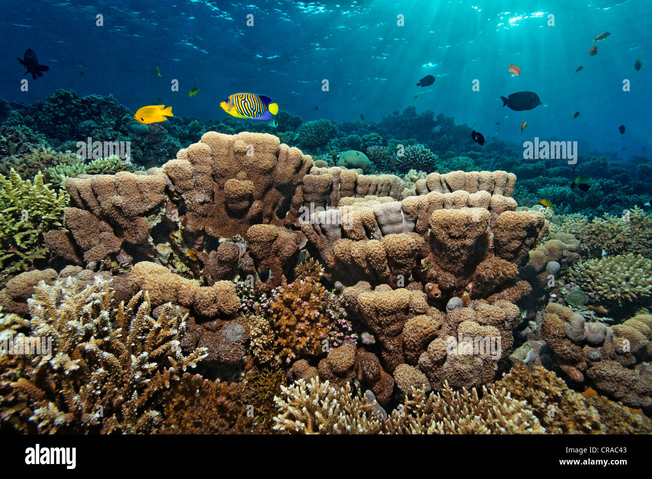 Stone coral reef with various corals and fishes, Royal Angelfish (Pygoplites diacanthus) with curious color pattern, Makadi Bay Stock Photo