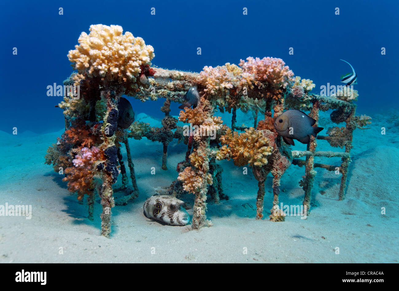 Old fish-trap crusted with stone corals, hideaway for White-spotted Puffer (Arothron hispidus) and Domino Damselfish (Dascyllus Stock Photo