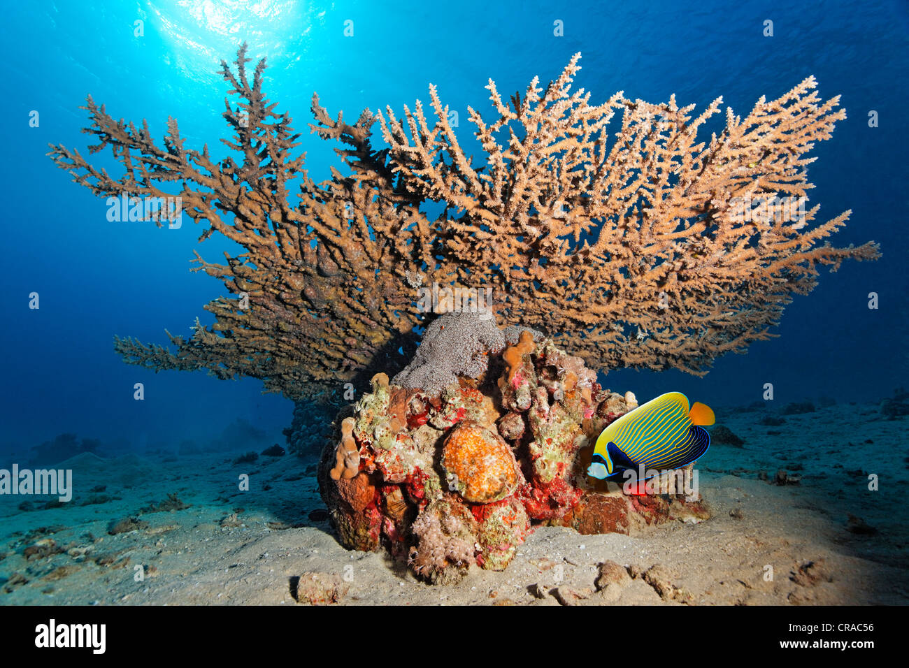 Emperor Angelfisch (Pomacanthus imperator) under a table coral for protection, backlight, Makadi Bay, Hurghada, Egypt, Red Sea Stock Photo