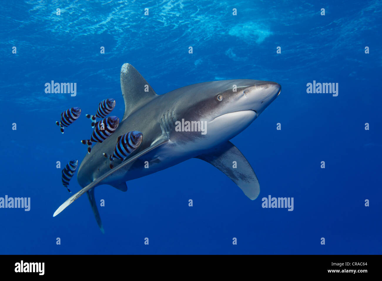 Oceanic Whitetip shark (Carcharhinus longimanus), with Pilotfish (Naucrates ductor), in blue water, Sharm el Sheik, Egypt Stock Photo