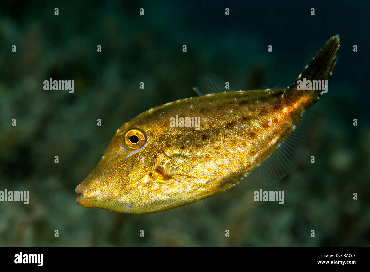 Fuzzy Filefish (Paramonacanthus nematophorus), Makadi Bay, Hurghada, Egypt, Red Sea, Africa Stock Photo
