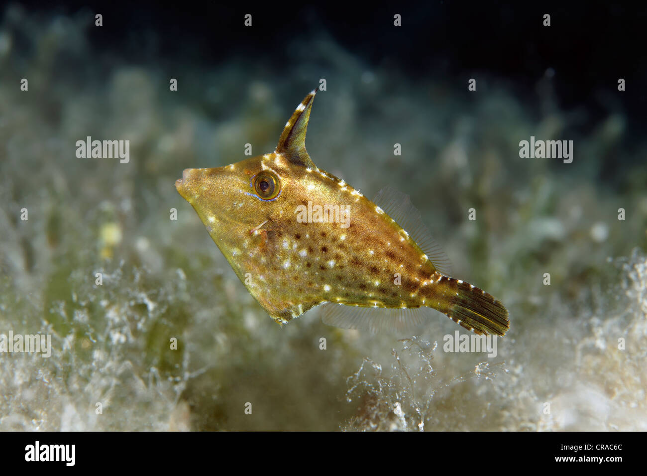 Fuzzy Filefish (Paramonacanthus nematophorus) ranging sea weed, Sea Makadi Bay, Hurghada, Egypt, Red Sea, Africa Stock Photo