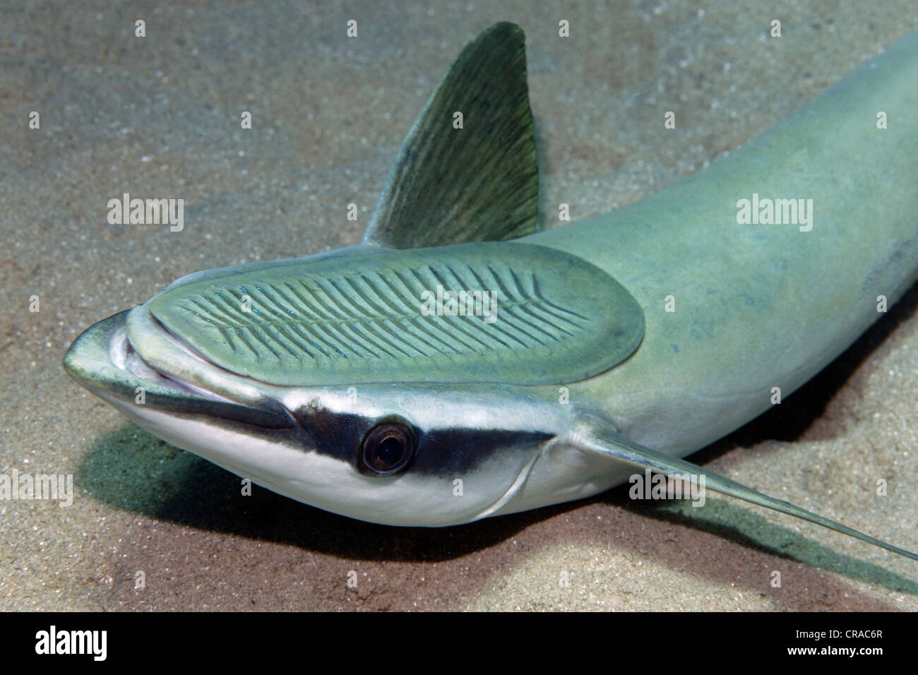 Slender Suckerfish, Sharksucker (Echeneis naucrates) lying on sand bottom, sucker on top, portrait, Makadi Bay, Hurghada, Egypt Stock Photo