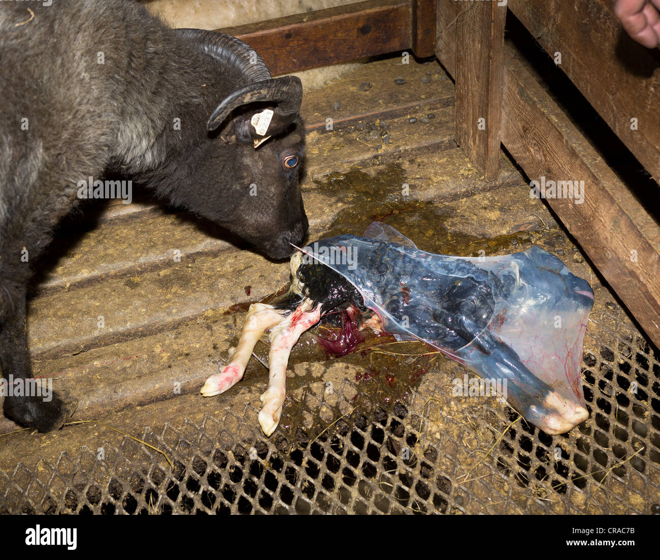 Ewe cleaning newborn lamb, Litla Hof, Iceland Stock Photo