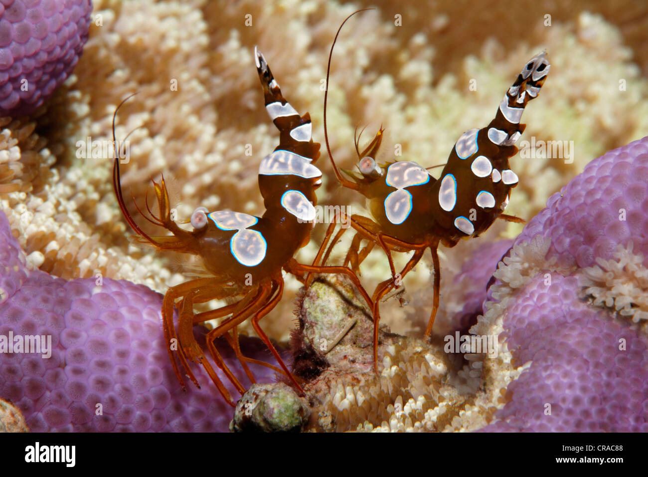 Square Shrimps (Thor amboinensis), on Adhesive Anemone (Cryptodendrum adhaesivum), Makadi Bay, Hurghada, Egypt, Red Sea, Africa Stock Photo