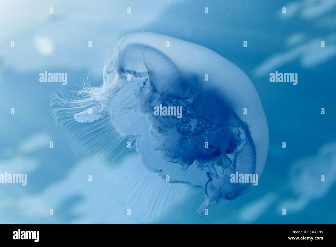 Common Jellyfish (Aurelia aurita), in blue, Makadi Bay, Hurghada, Egypt, Red Sea, Africa Stock Photo