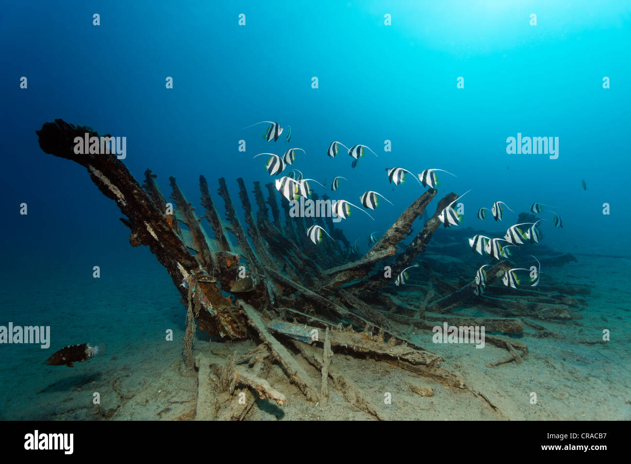 Schooling bannerfish, or false moorish idol (Heniochus diphreutes) around a small rotting ship wreck, Makadi Bay, Hurghada Stock Photo