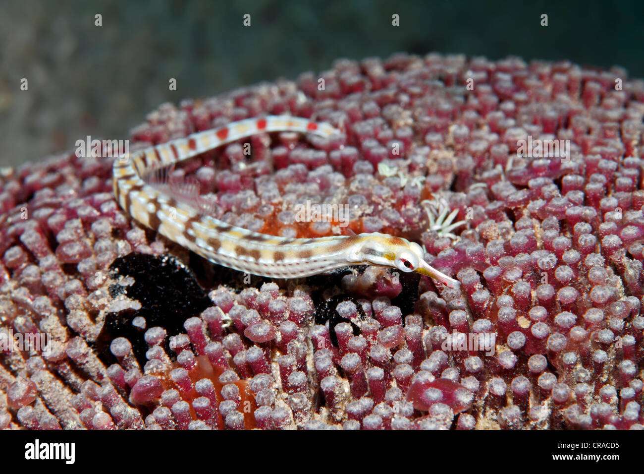 Network Pipefish (Corythoichthys flavofasciatus), lying on stone coral, Makadi Bay, Hurghada, Egypt, Red Sea, Africa Stock Photo