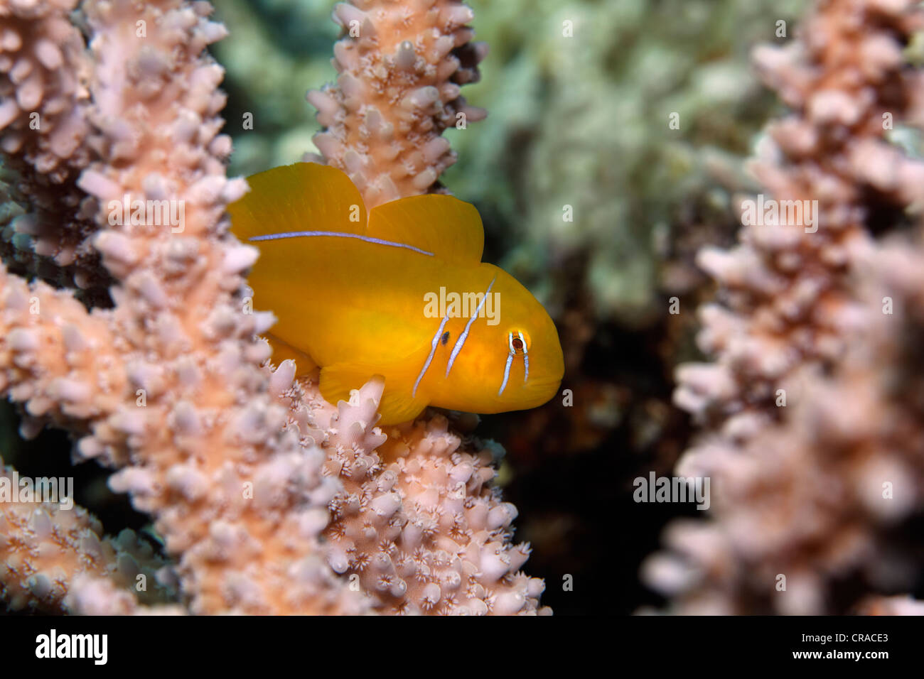 Poison Goby (Gobiodon citrinus), hiding in Agropora Coral (Agropora sp.), Makadi Bay, Hurghada, Egypt, Red Sea, Africa Stock Photo