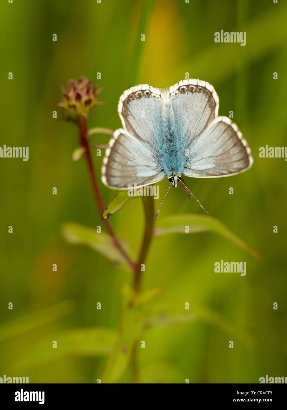 Blue (Lycaenidae), butterfly, Augsburg, Bavaria, Germany, Europe Stock Photo