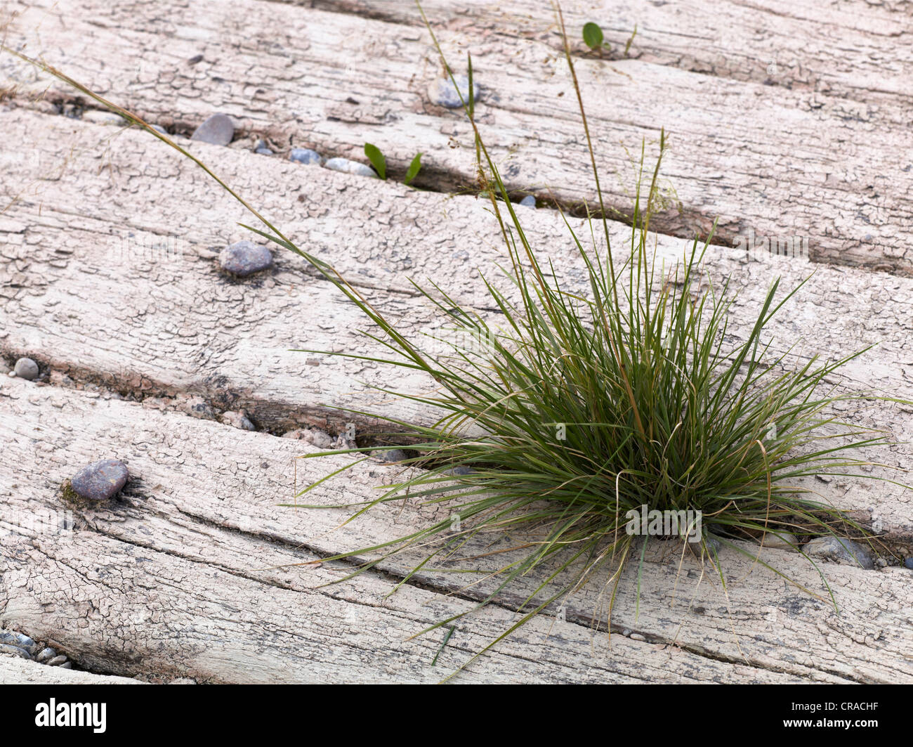 Grass growing between wooden sleepers, Lech, Augsburg, Swabia, Bavaria, Germany, Europe Stock Photo