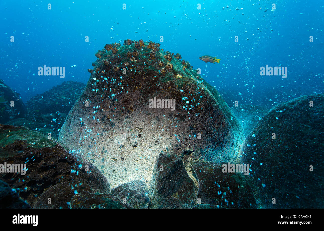 Rocks over a volcanic hot spot, white mineral deposits, hot springs, gas bubbles, overgrown, barnacles (Balanidae), Mexican Stock Photo