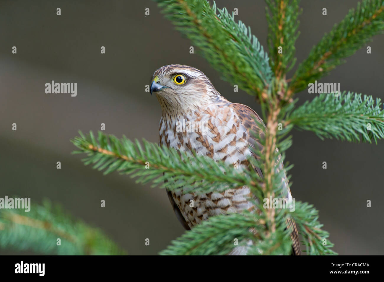 Sparrowhawk (Accipiter nisus), female, Affaltern, Bavaria, Germany, Europe Stock Photo
