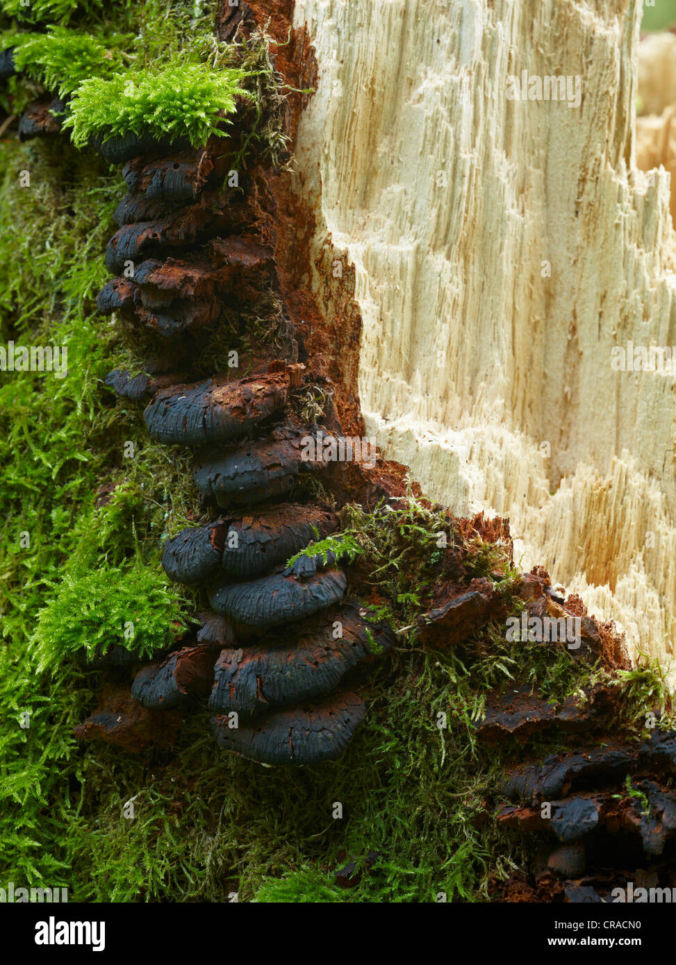 Moss on tree fungus on an old rotten tree, forest near Emmersacker, Bavaria, Germany, Europe Stock Photo