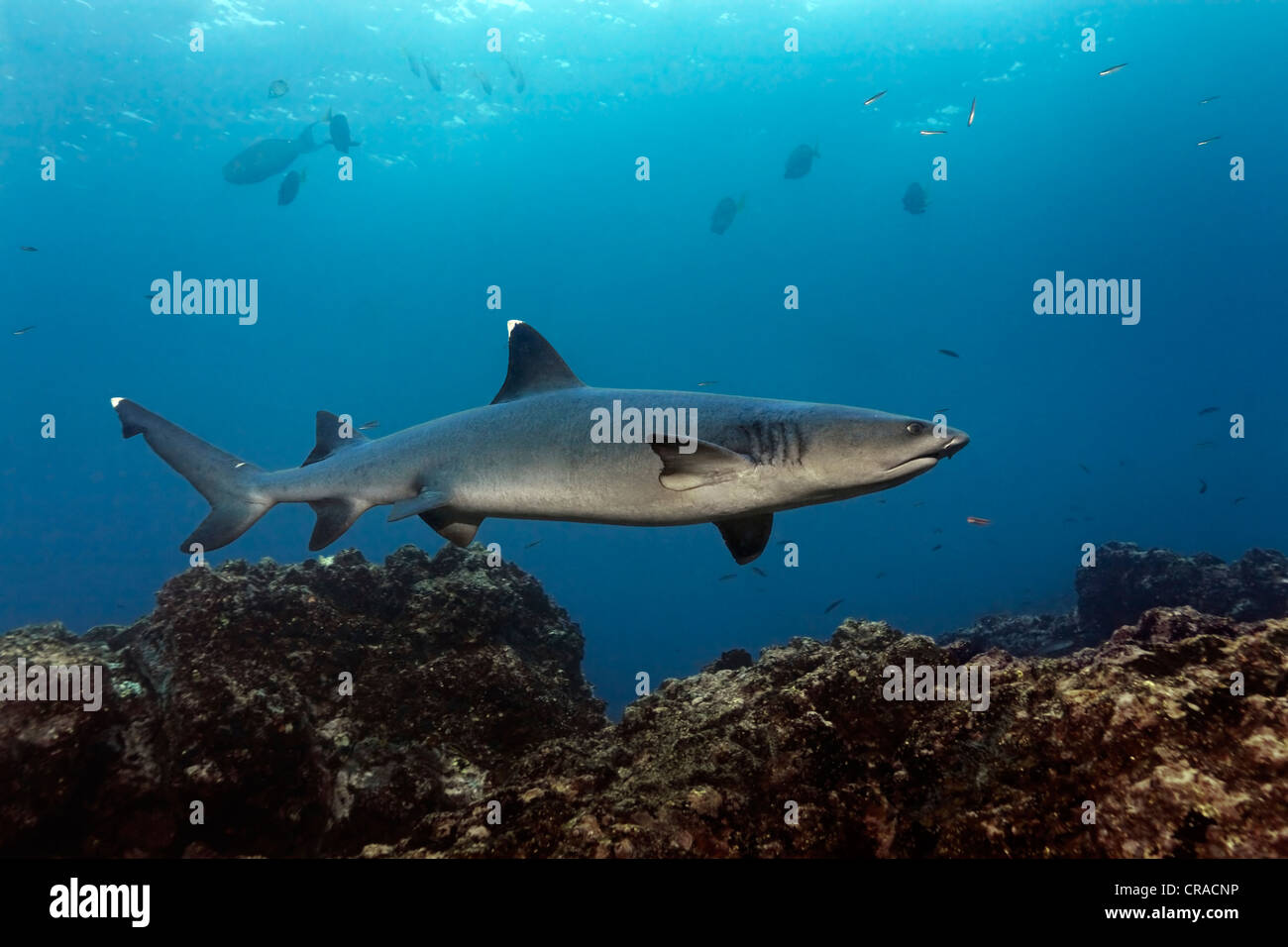 White-Tipped-Reef Shark (Triaenodon obesus) above reef, North Seymour Island, Galapagos Islands, Pacific Stock Photo
