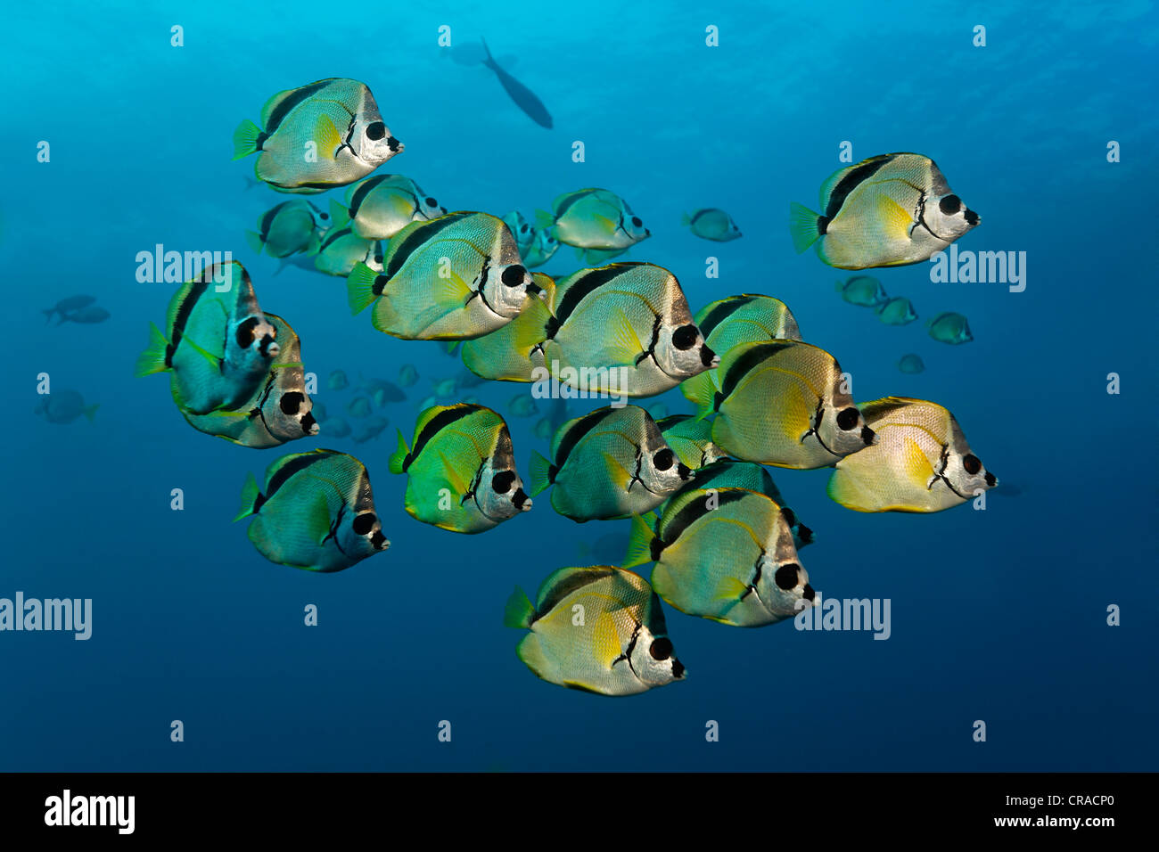 Blacknosed Butterflyfish or Barberfish (Johnrandallia nigrirostris ...