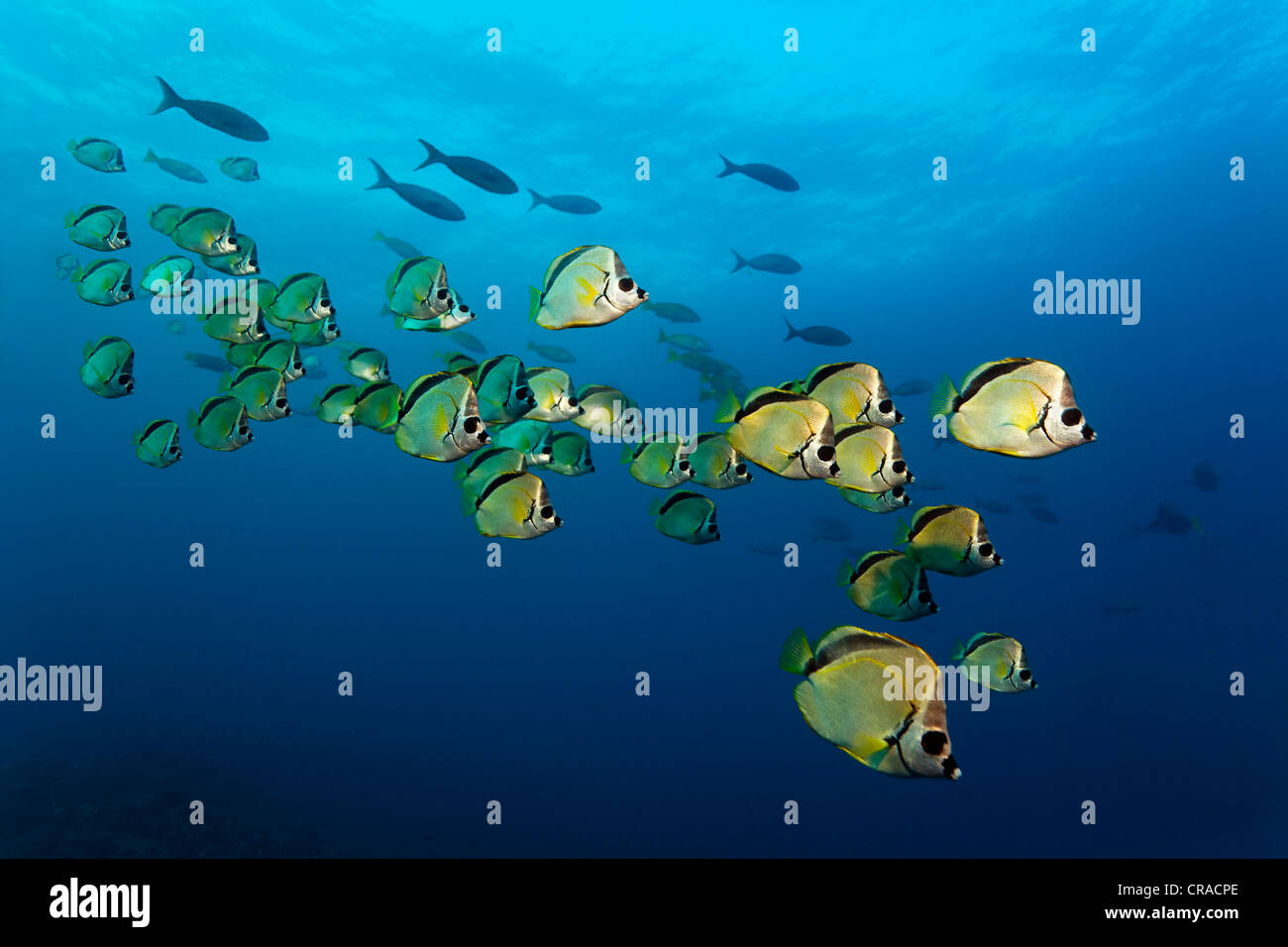 Blacknosed Butterflyfish or Barberfish (Johnrandallia nigrirostris ...