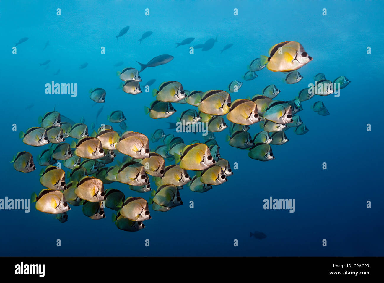 Blacknosed Butterflyfish or Barberfish (Johnrandallia nigrirostris ...