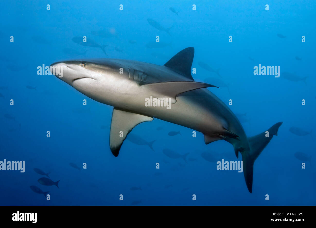 Galapagos Shark (Carcharhinus galapagensis), Teodoro Wolf Island or Wenman Island, Galápagos Islands, Pacific Stock Photo