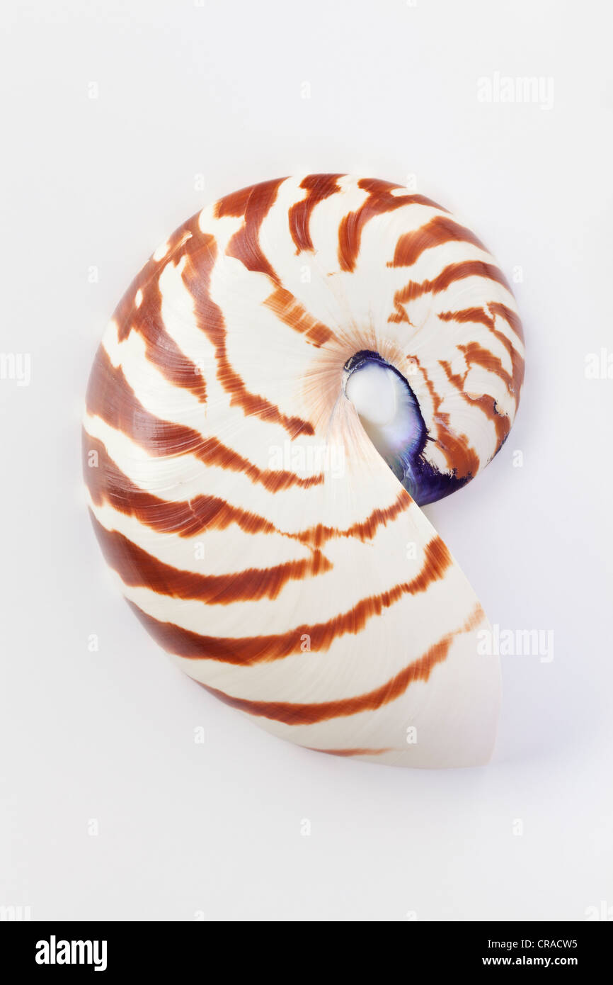 Chambered Nautilus, external shell showing Tiger stripes used for camouflage Stock Photo
