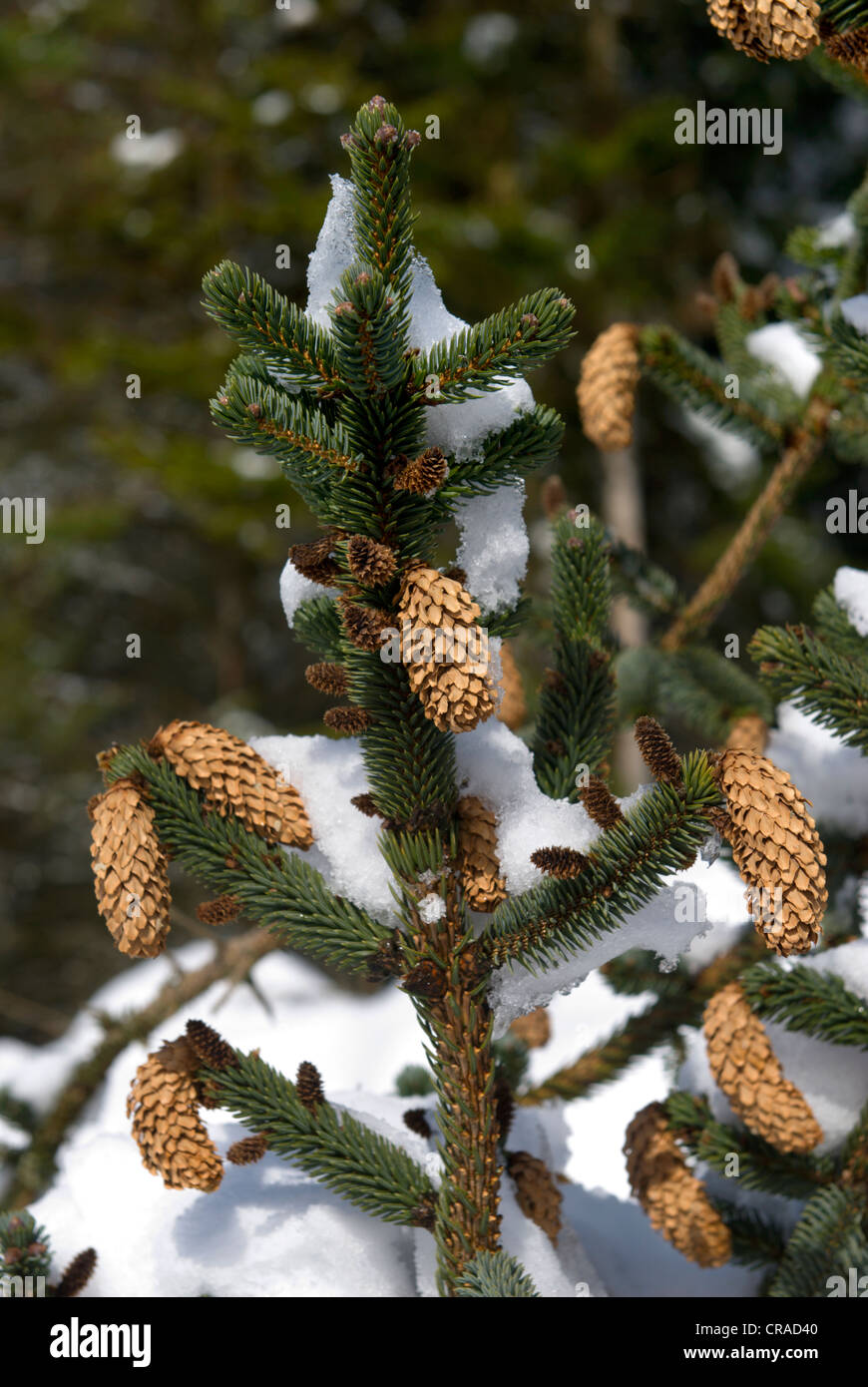 The tip of a small pine tree in winter almost appears decorated for christmas with its old cones and covering of snow Stock Photo