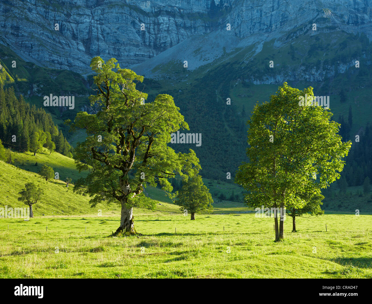 Maple trees (Acer), Ahornboden, mountain pasture with old maple trees, near Hinterriss, Risstal, Austria, Europe Stock Photo