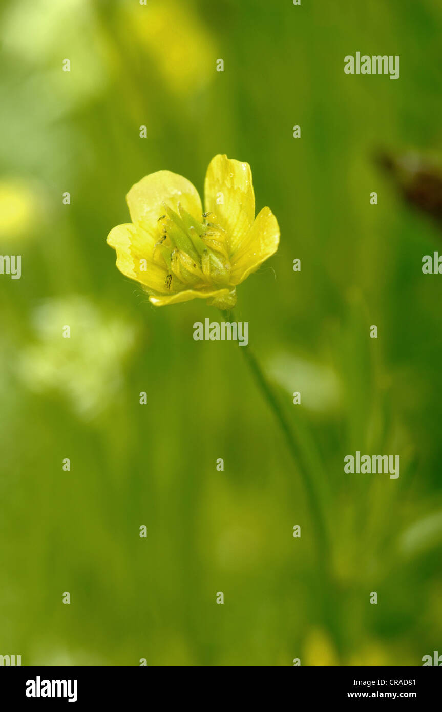 CORN BUTTERCUP Ranunculus arvensis (Ranunculaceae) Stock Photo