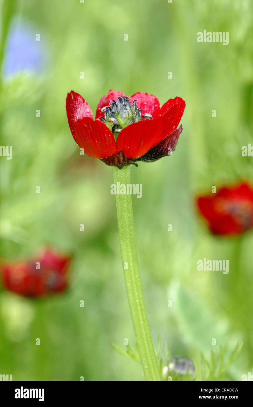 PHEASANT’S-EYE Adonis annua (Ranunculaceae) Stock Photo