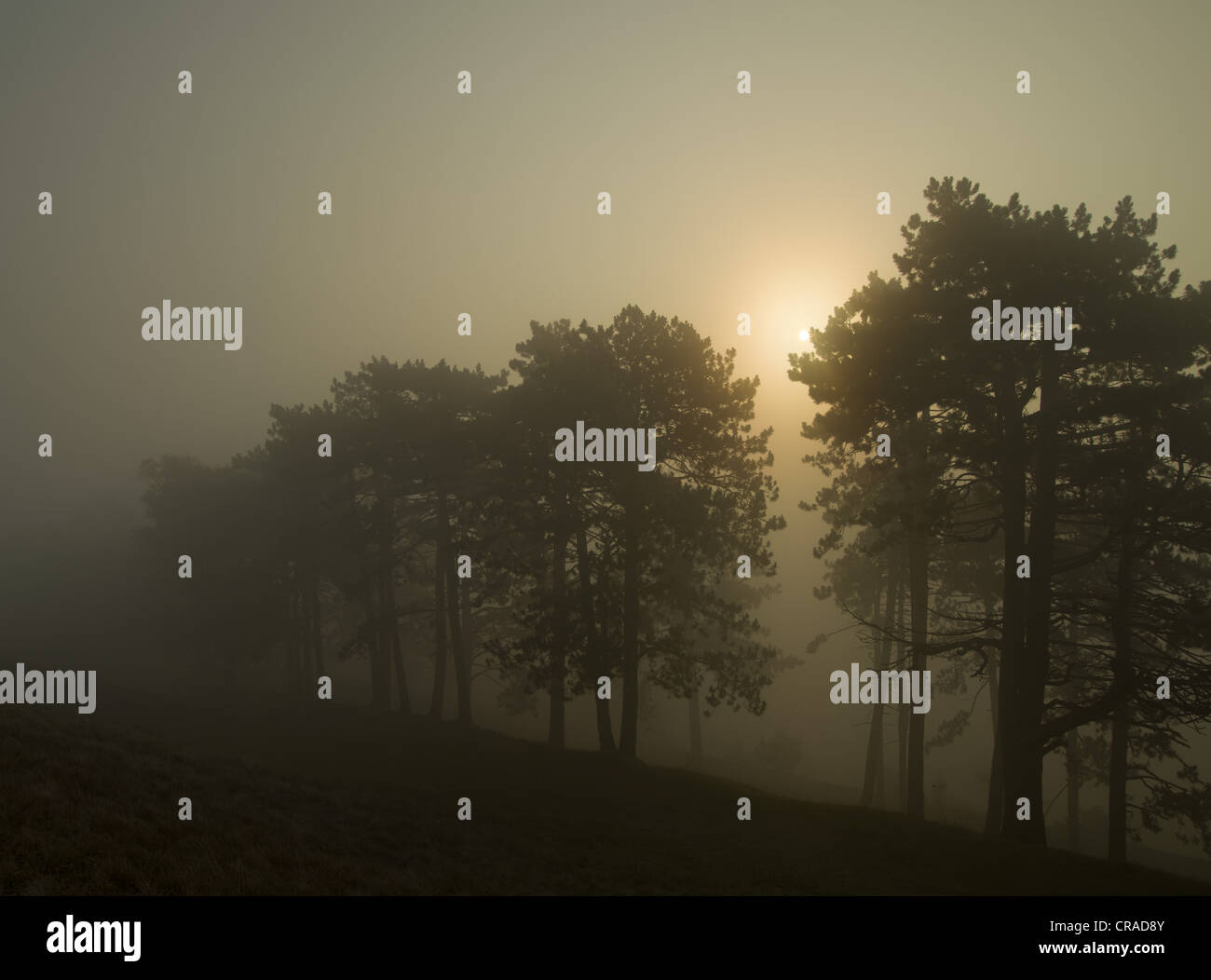 Pine trees and fog, sunrise on the Ipf mountain, Bopfingen, Ostalbkreis district, Baden-Wuerttemberg, Germany, Europe Stock Photo