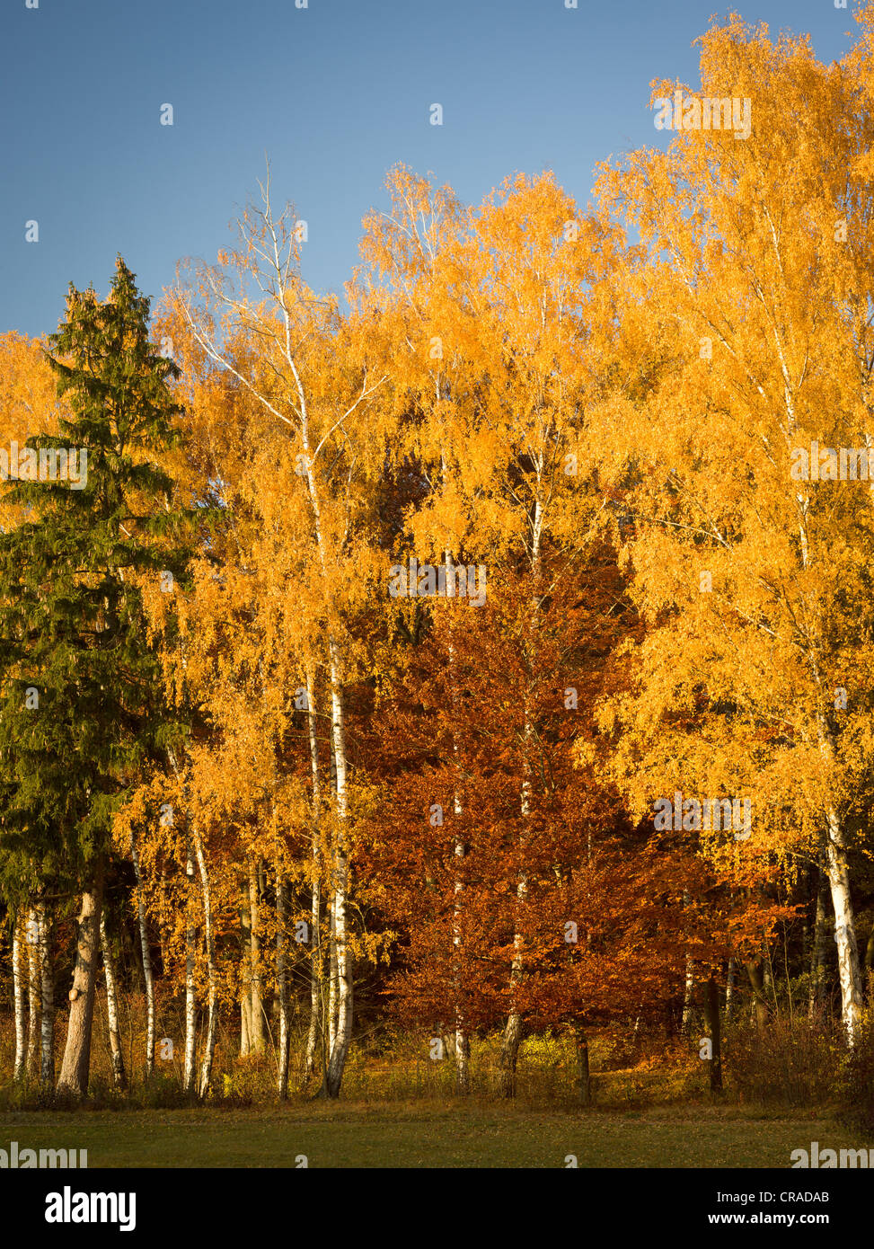 Autumn in Siebentischwald forest, Augsburg, Swabia, Bavaria, Germany, Europe Stock Photo