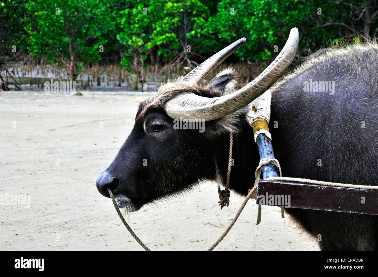 Thoughout Asia, Water Buffalos are used for all Kind of Work Stock Photo