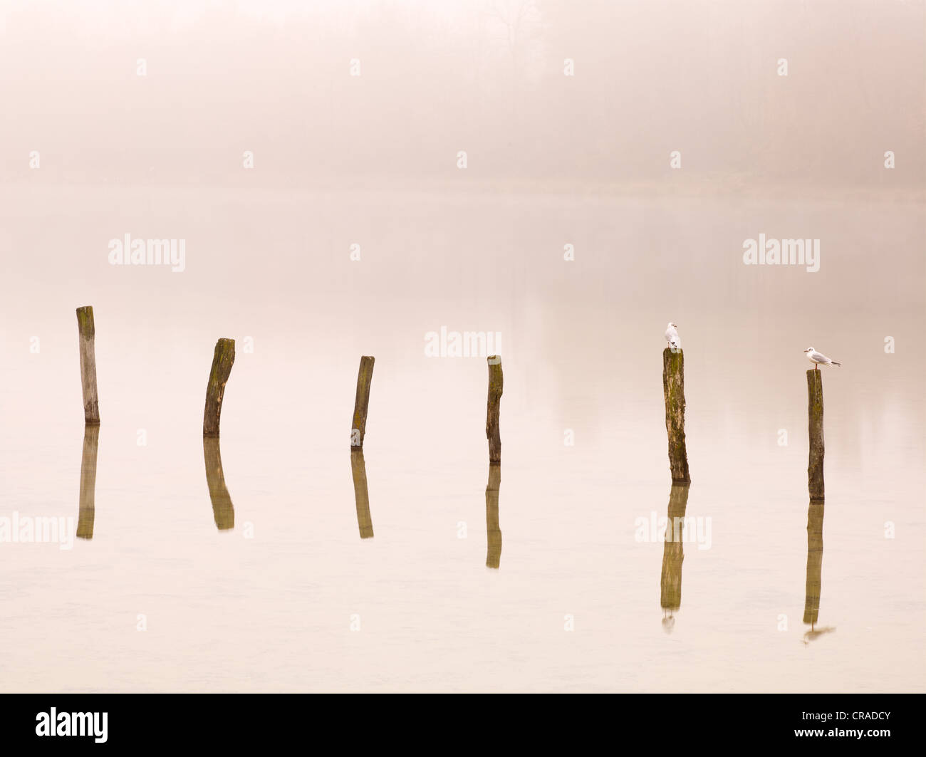 Wooden poles with gulls in Kuhsee Lake in fog, Augsburg, Swabia, Bavaria, Germany, Europe Stock Photo