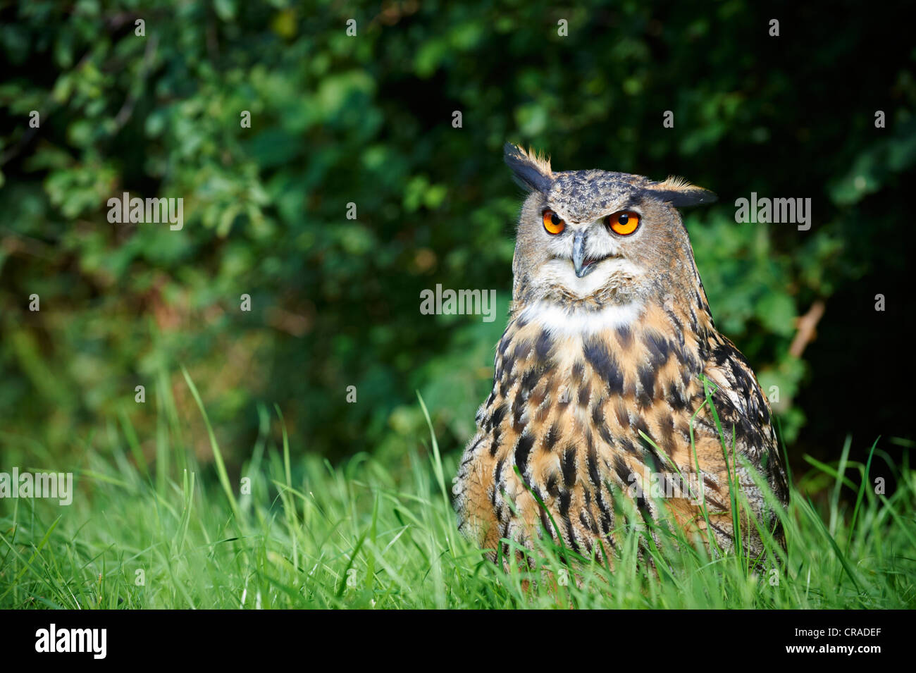 Eurasian Eagle Owl (Bubo bubo), small woods between Beuerbach and Weil, Bavaria, Germany, Europe Stock Photo