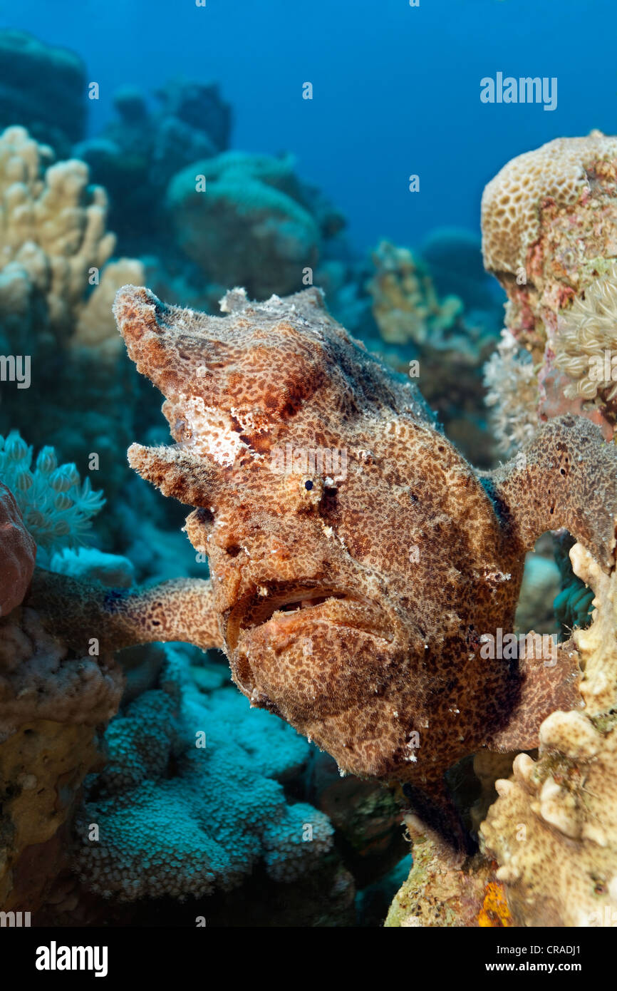 Red anglerfish hi-res stock photography and images - Alamy